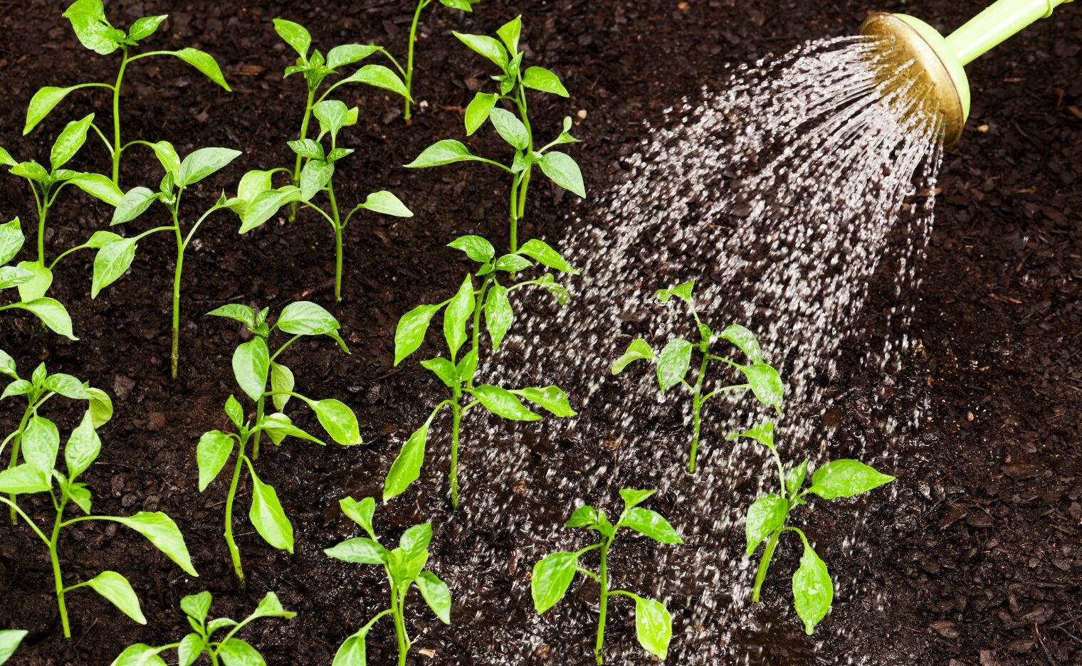 Seedlist Guideline #5: Maintaining the Seedlist